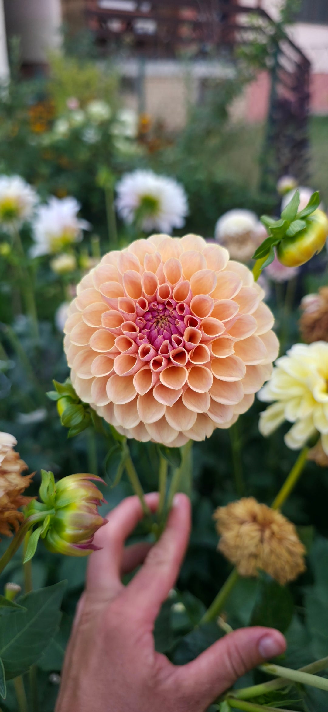 Dahlia 'KA’s® Daybreak' - rooted cuttings