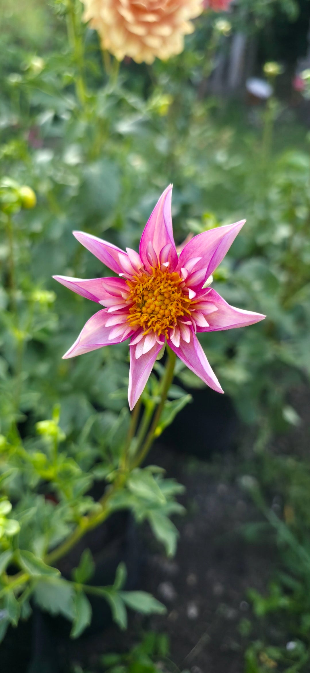 Dahlia 'Bloomquist Ginger' - rooted cutting