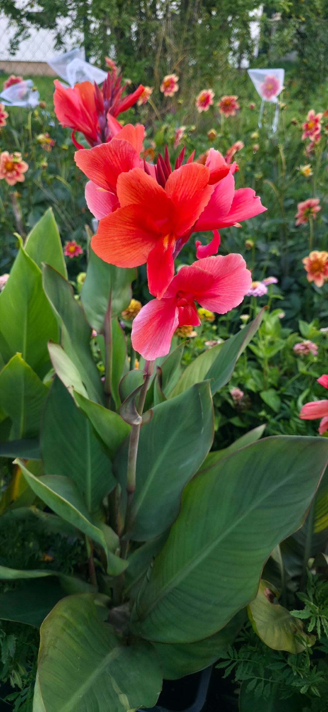 Canna 'Rodos'