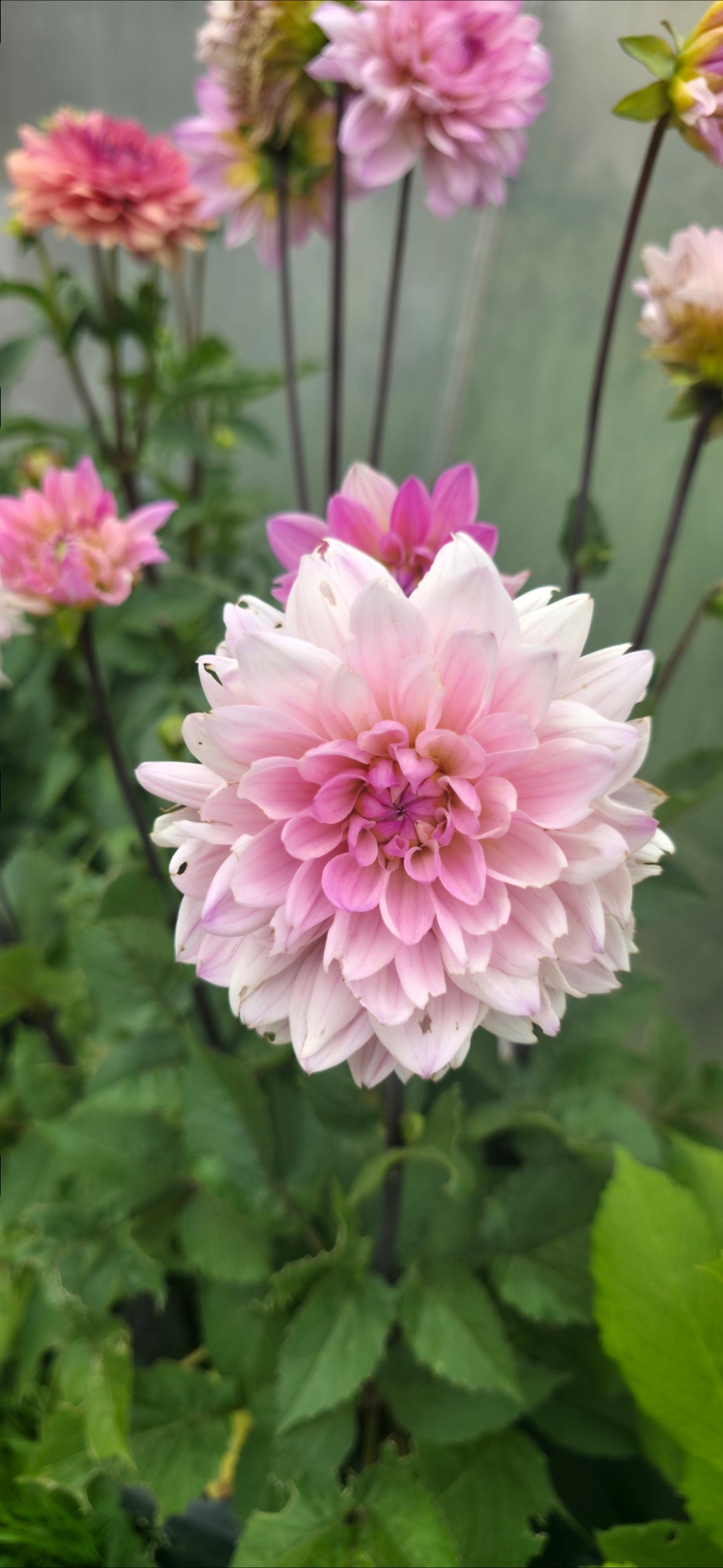 Dahlia 'Karma Prospero' - tuber