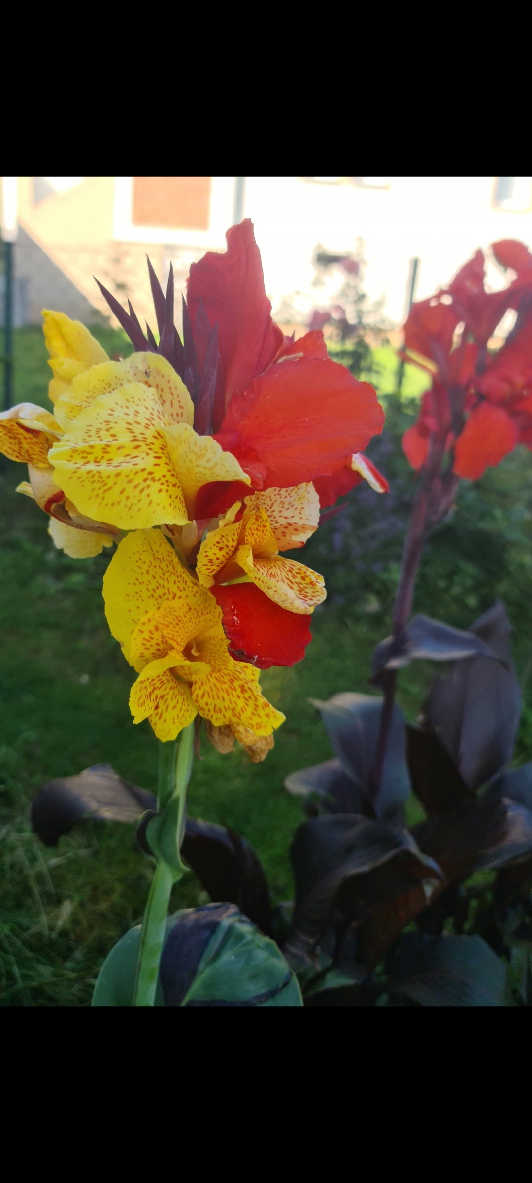 Canna 'Cleopatra'