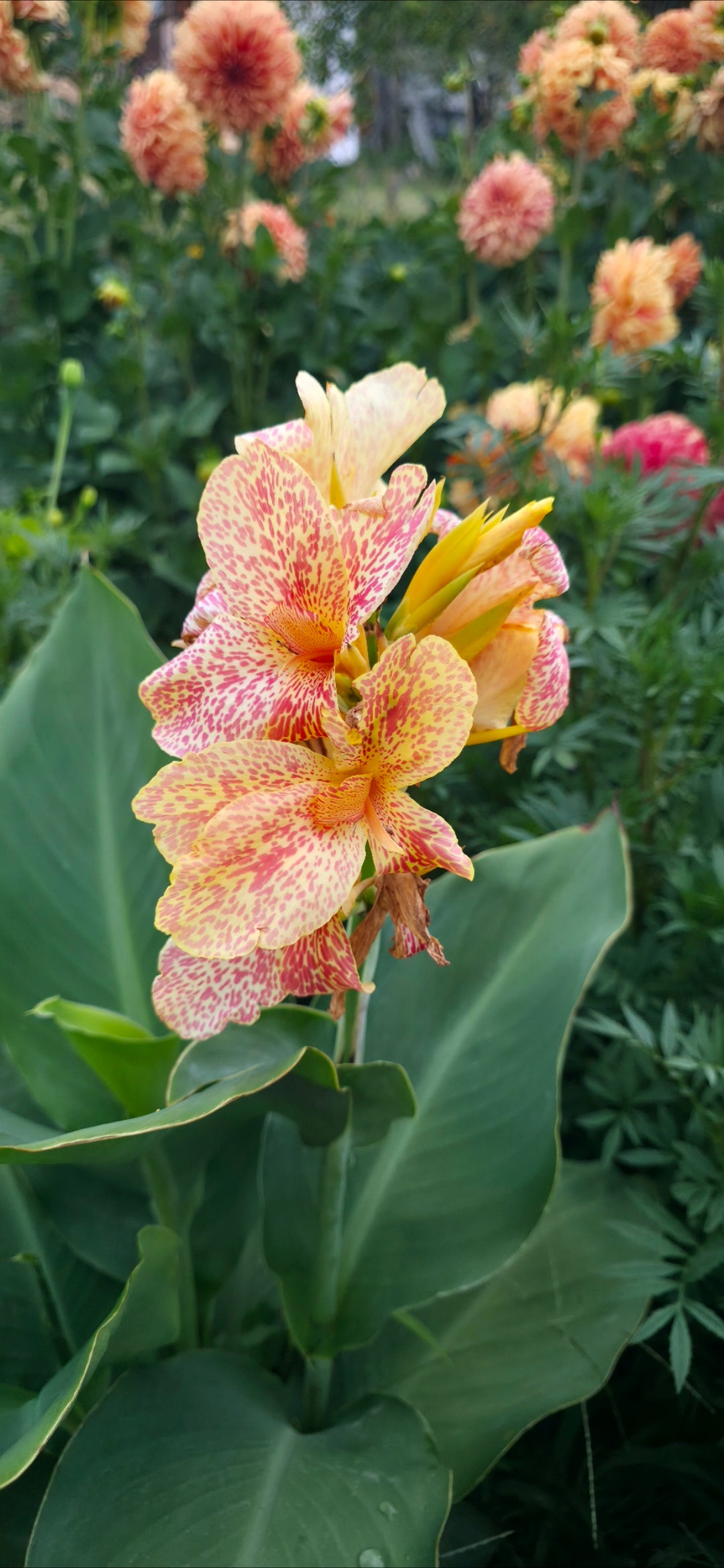 Canna 'Jana'