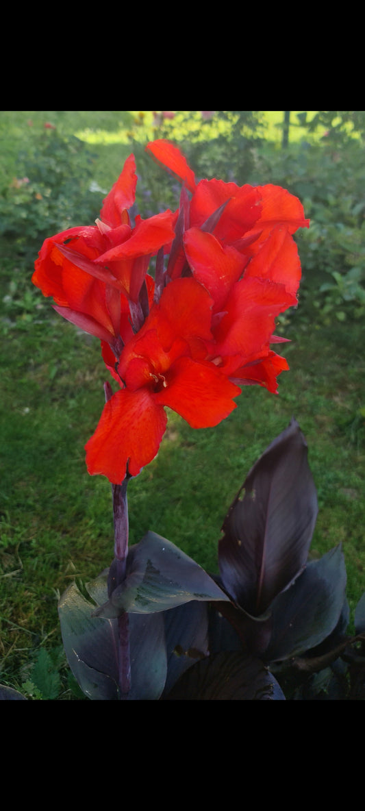 Canna 'Australia'