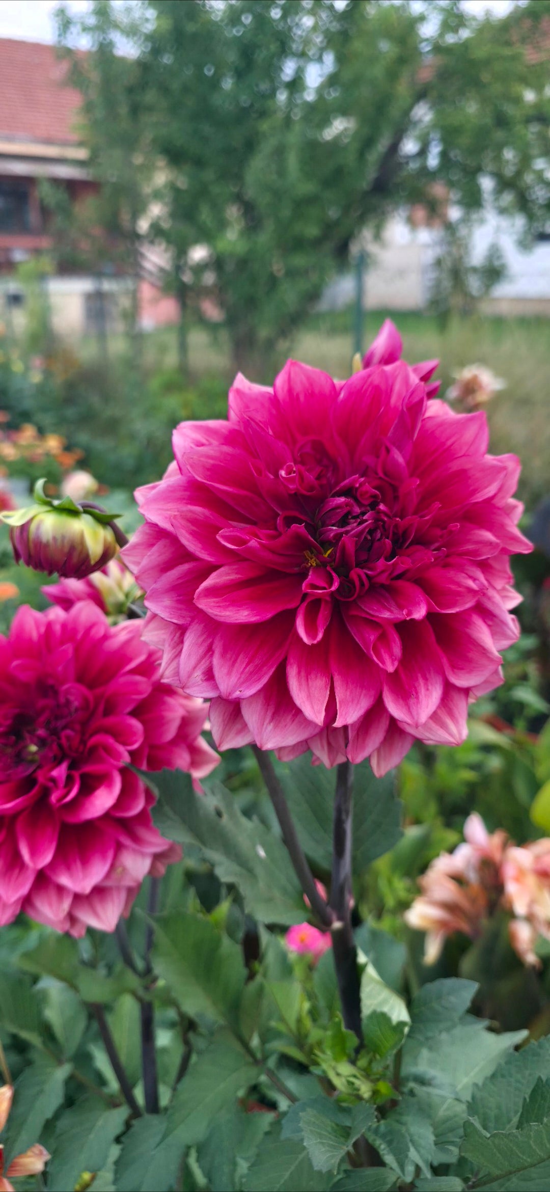 Dahlia 'Bloomquist York' - tuber