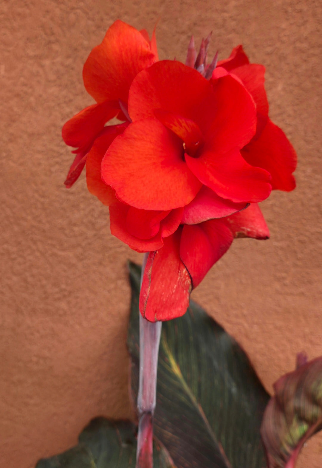 Canna 'Red Durban'