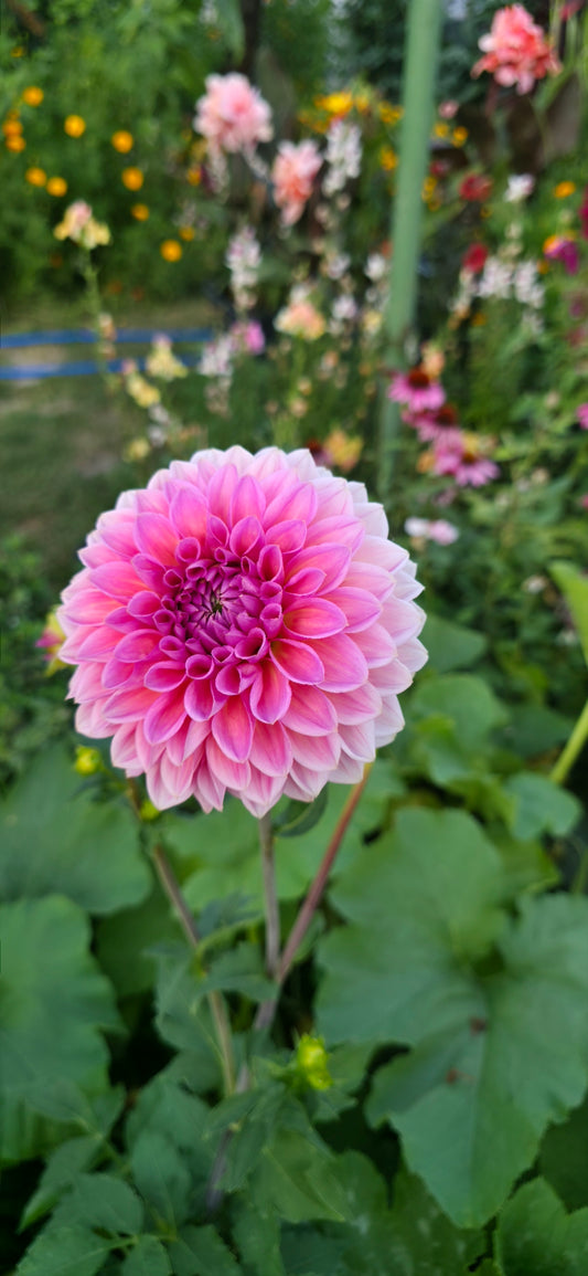 Dahlia 'Hapet Salmon Rose' - rooted cutting