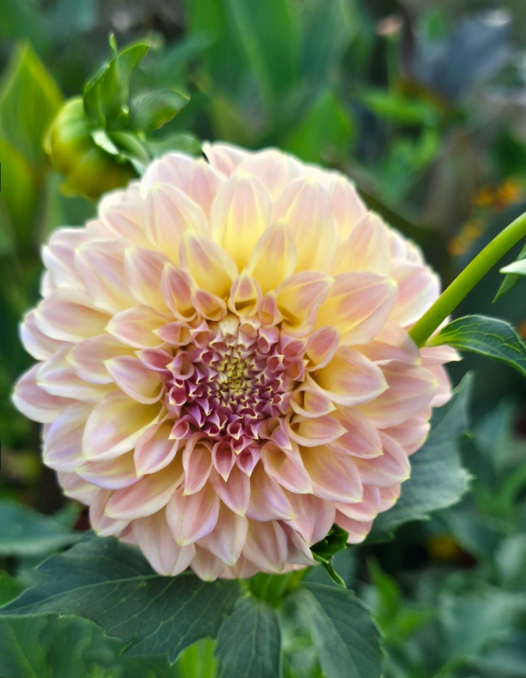 Dahlia 'Coorabell Astrid' - rooted cutting