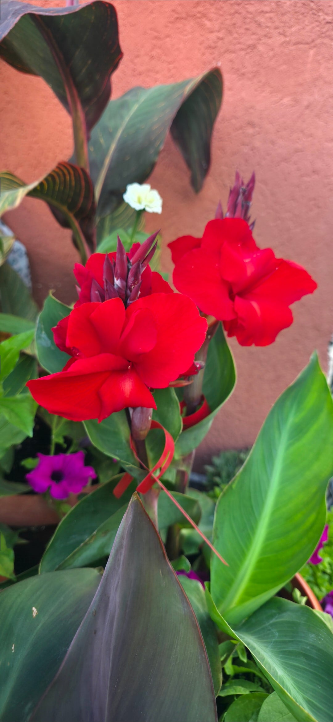Canna 'Fire Dragon'