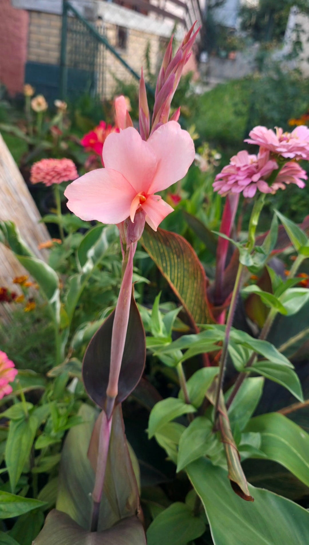 Canna 'Constitution'