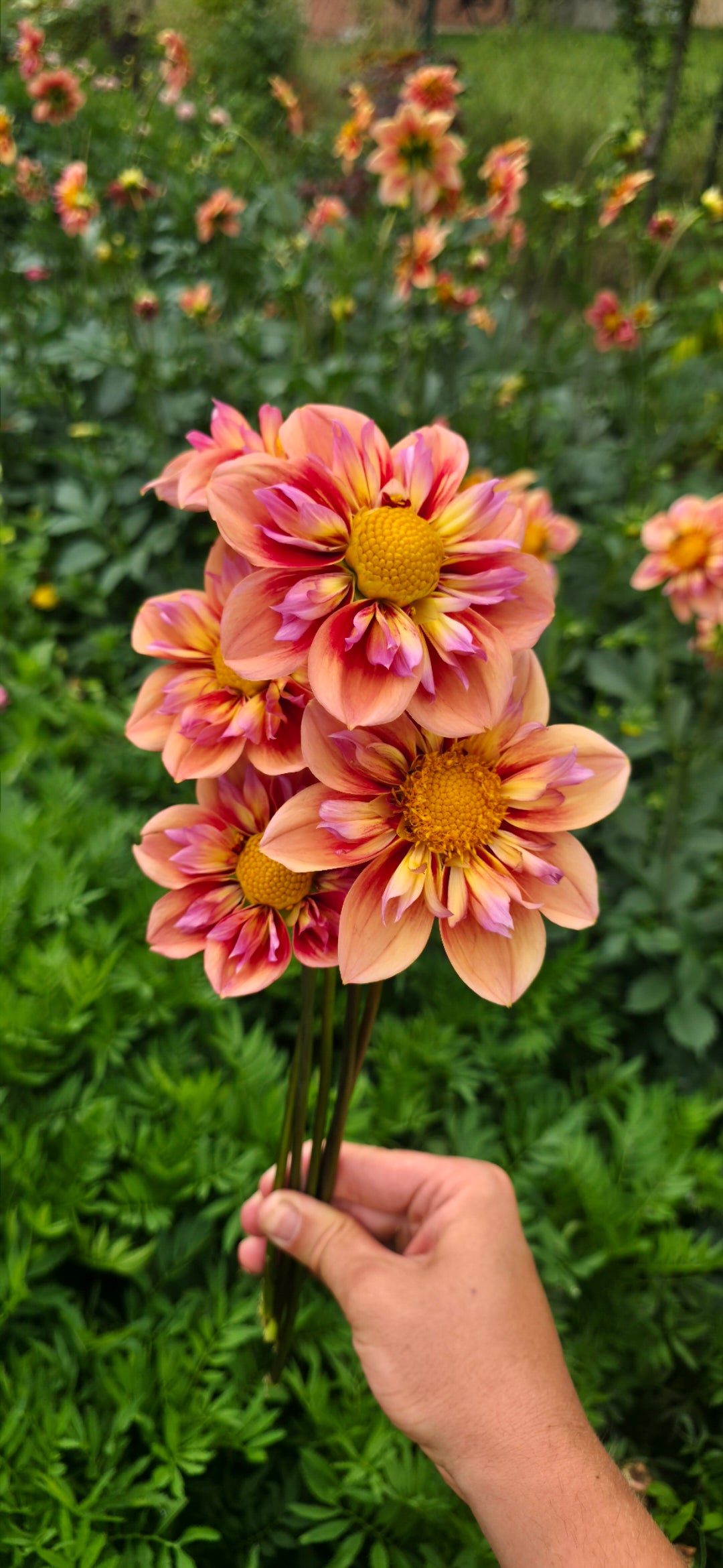 Dahlia collarette 'Orange Hype' - tuber