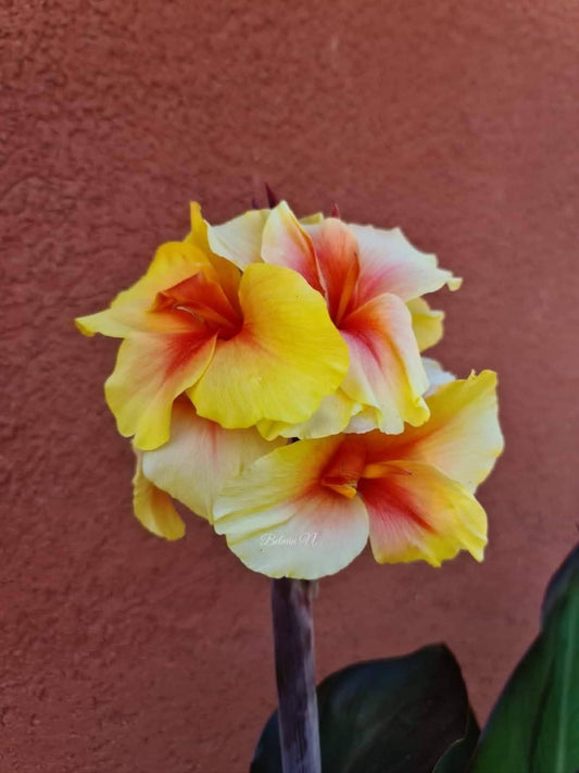 Canna 'Alice'