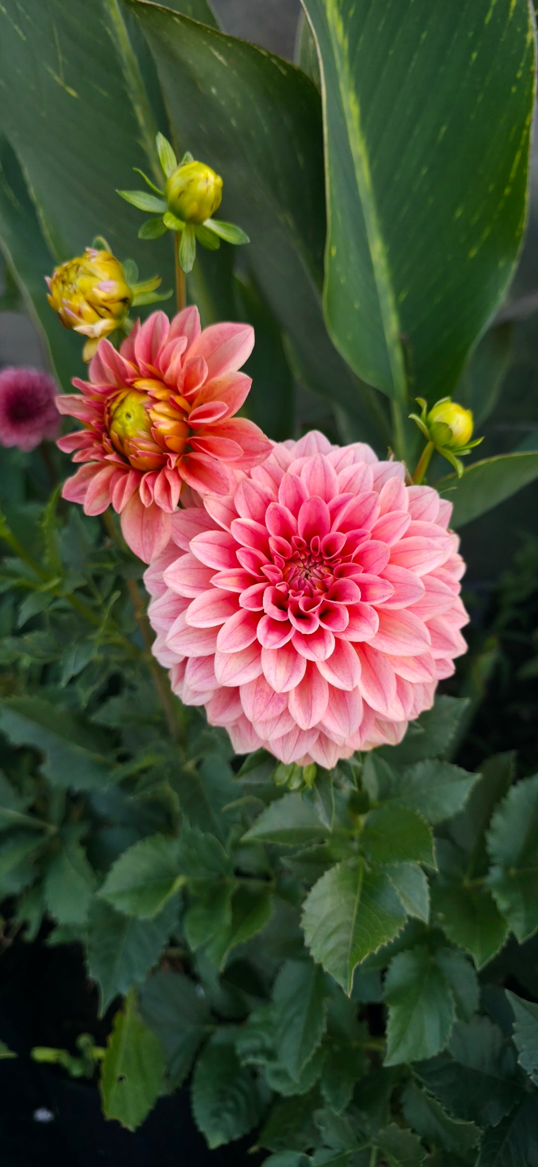 Dahlia 'KA’s® Guava'