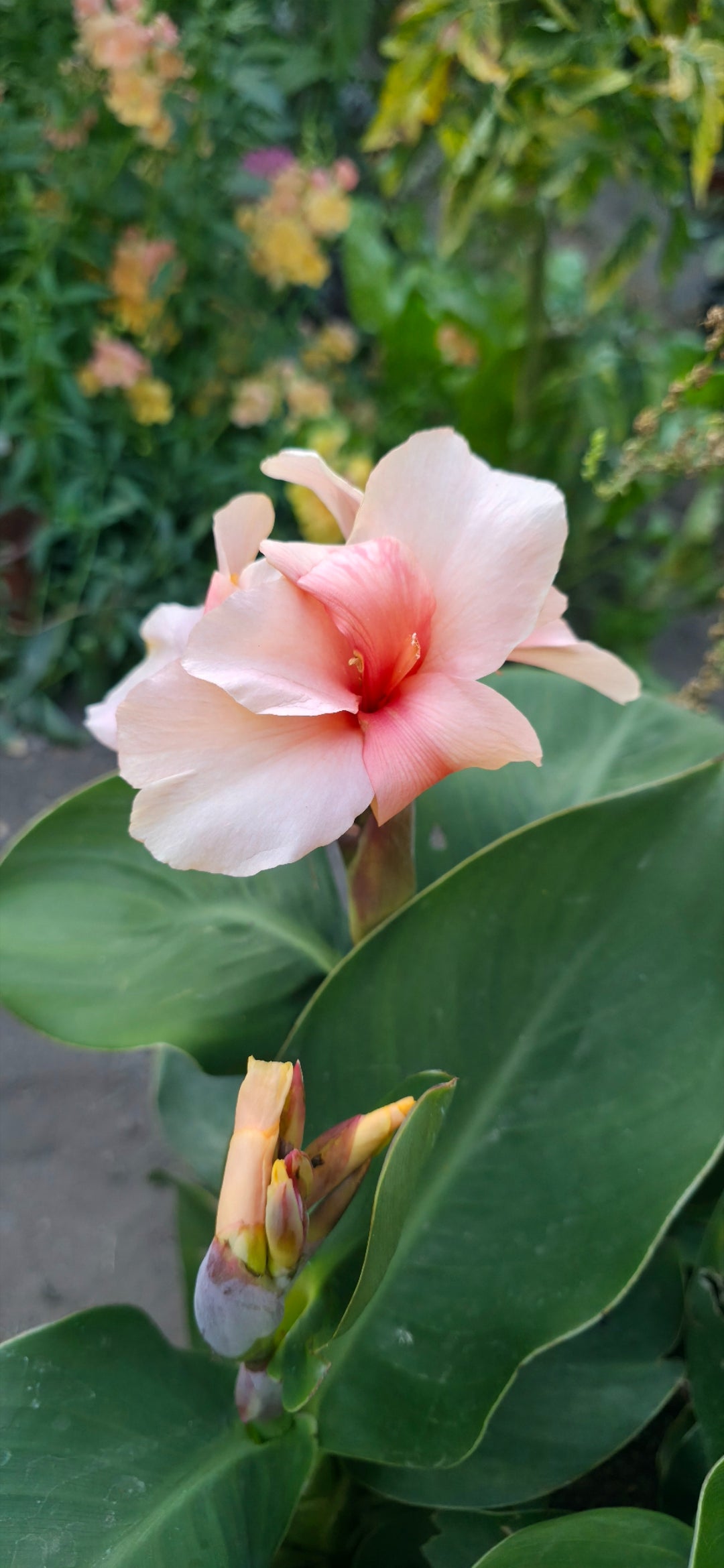 Canna 'Chelsea'