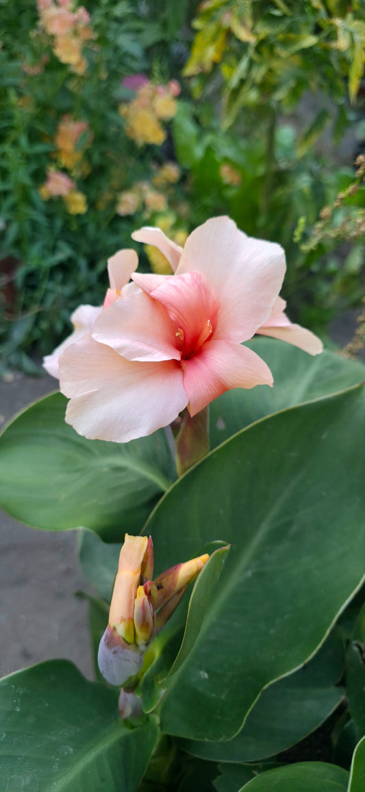 Canna 'Chelsea'