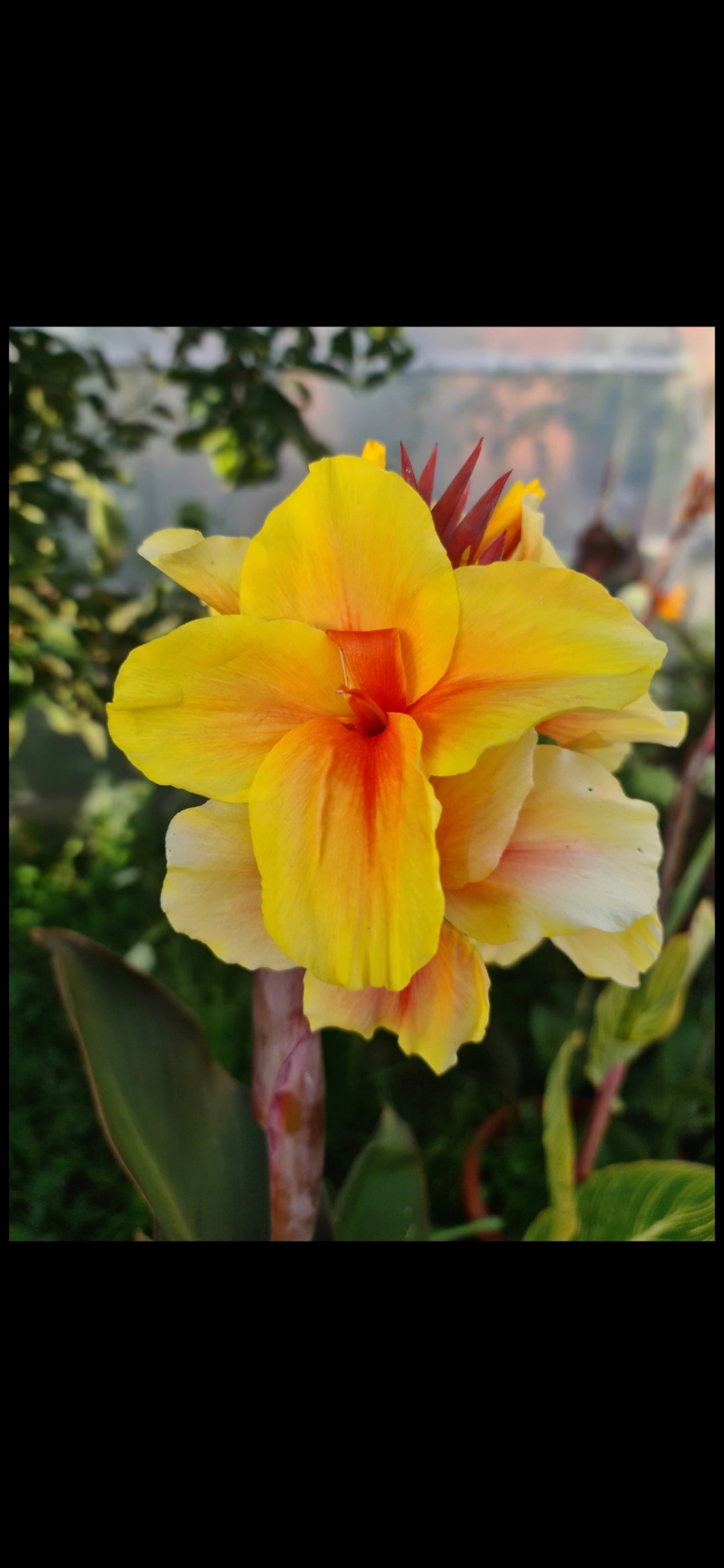Canna 'Alice'