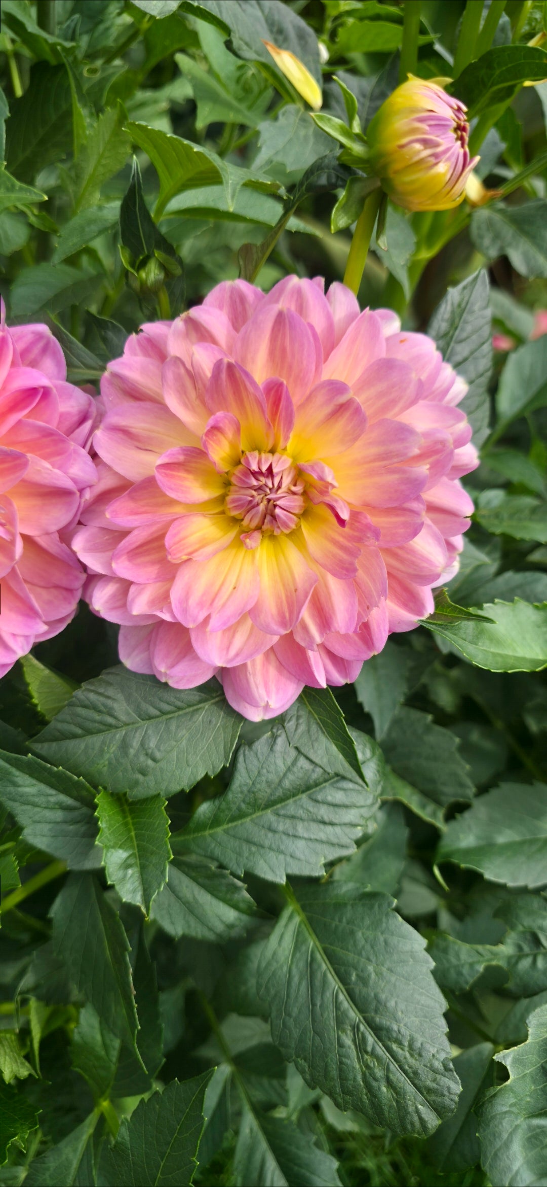 Dahlia 'Hapet Old Charm' - rooted cutting