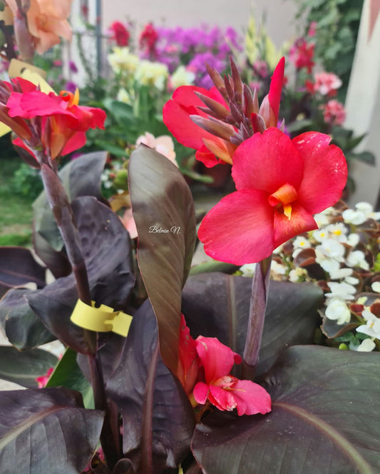 Canna 'Rob Roy'