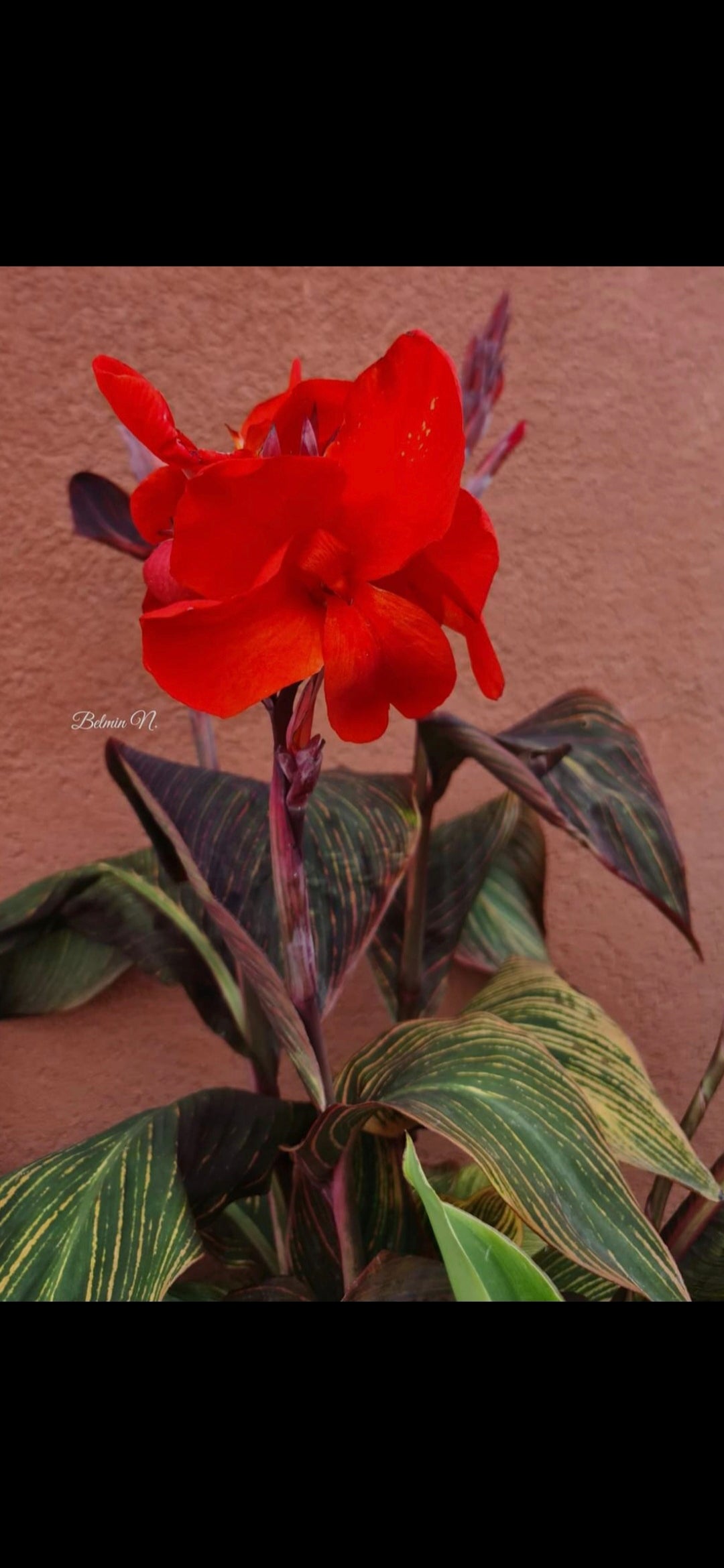 Canna 'Red Durban'