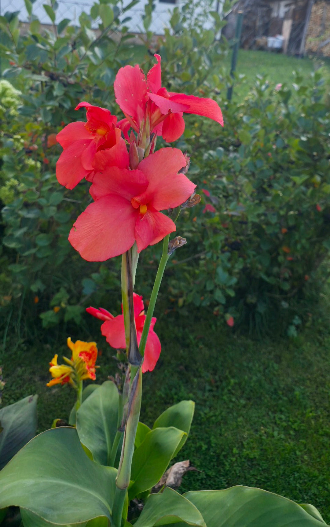 Canna 'Miss Oklahoma'