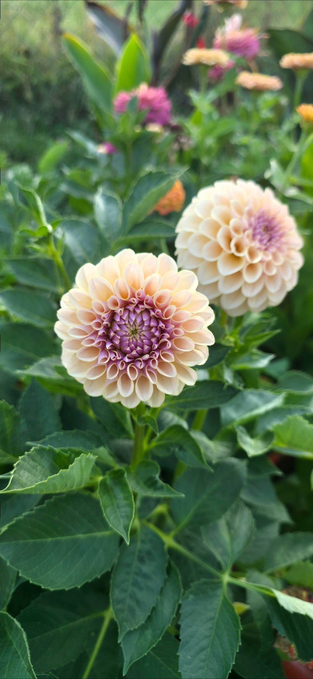 Dahlia 'KA’s® Cinder Rose' - rooted cutting