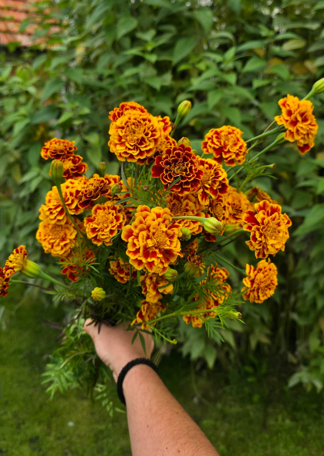Marigolds 'Sparkler' - 50 semena