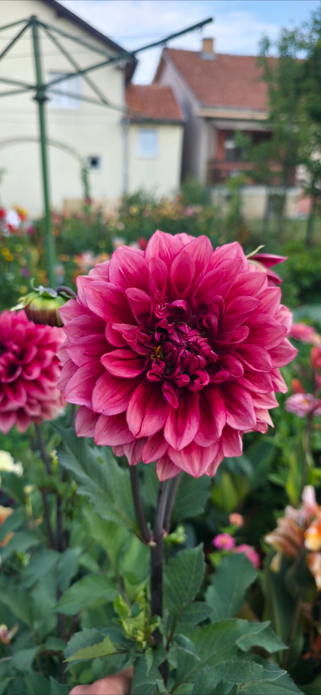 Dahlia 'Bloomquist York' - tuber
