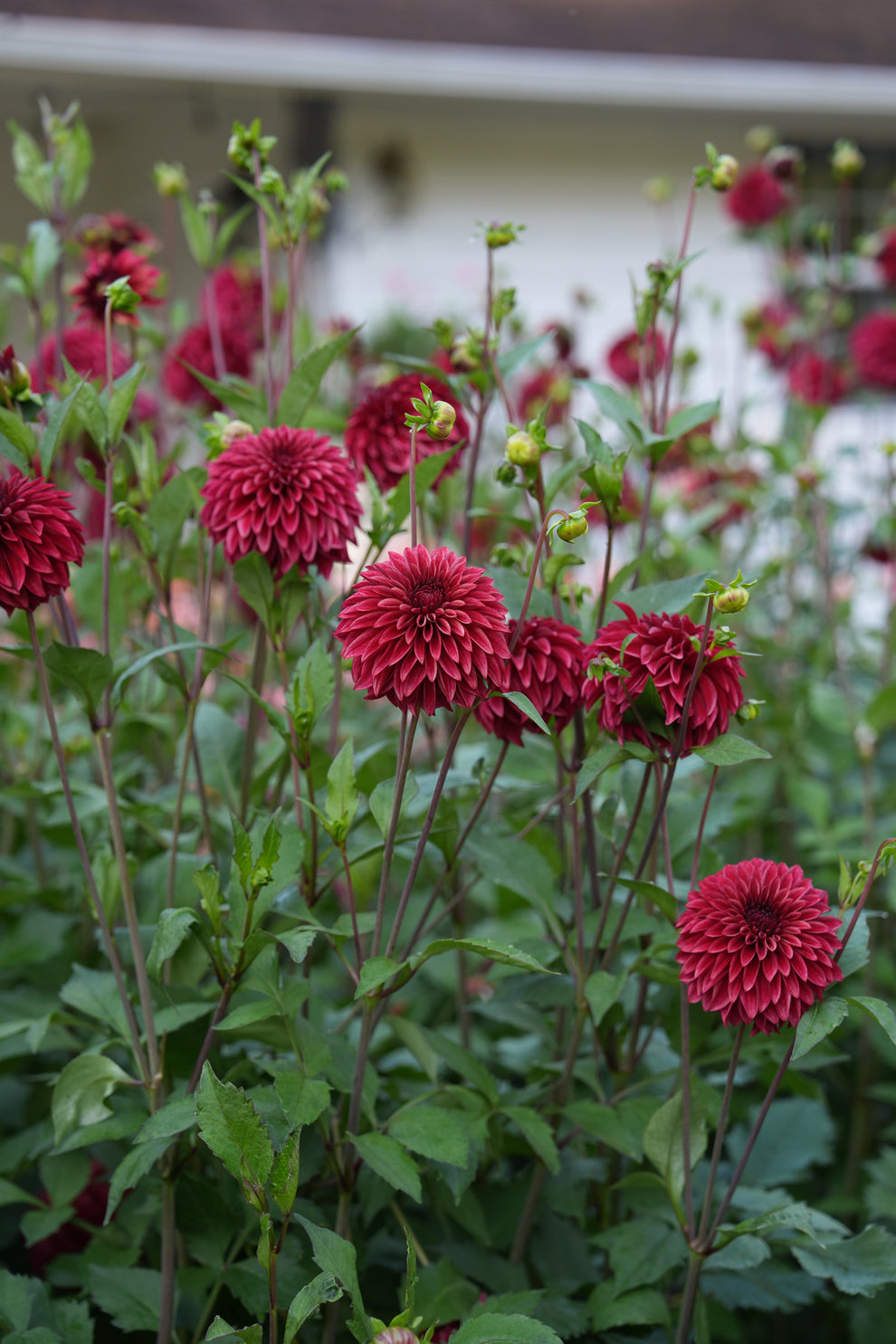Dahlia 'RM Dragon's Blood' - rooted cutting