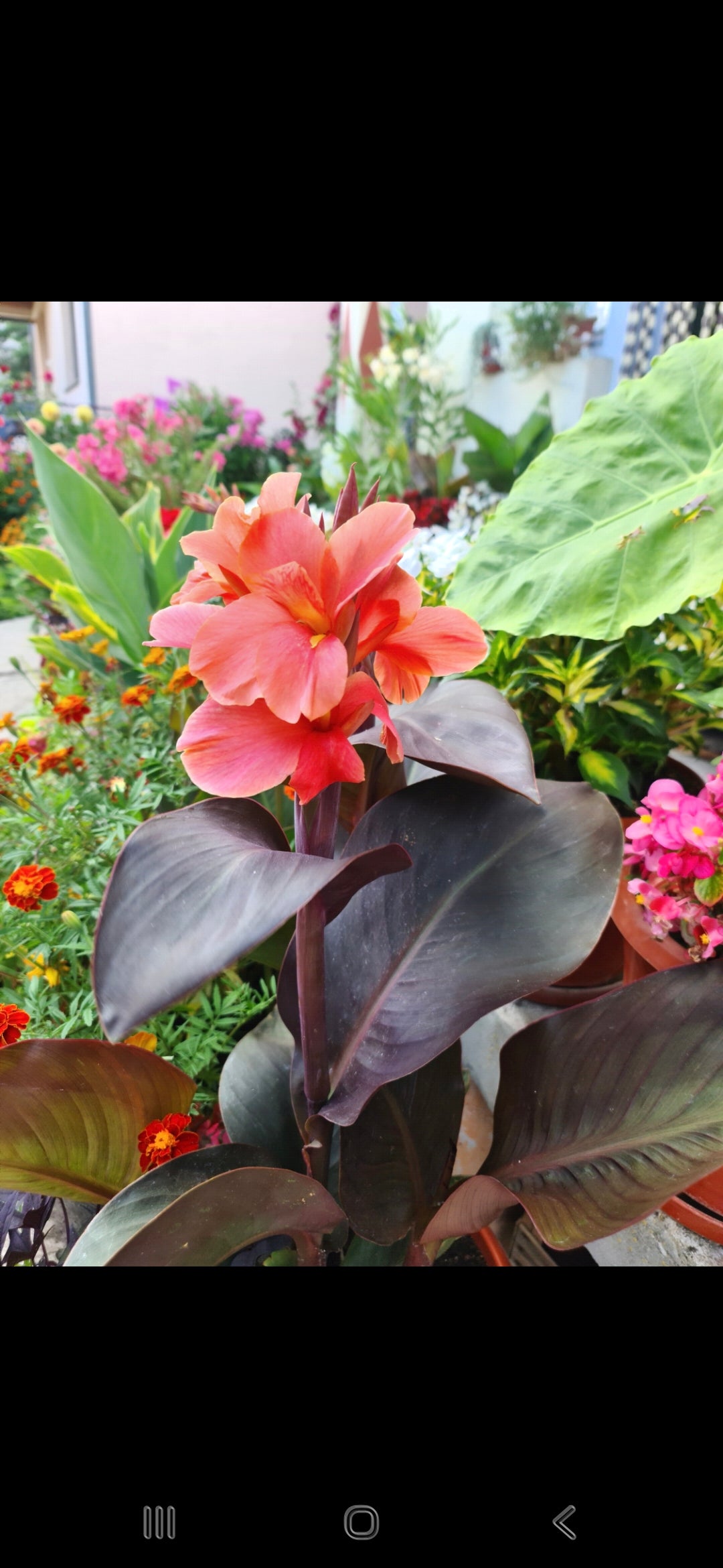 Canna 'Zoya'