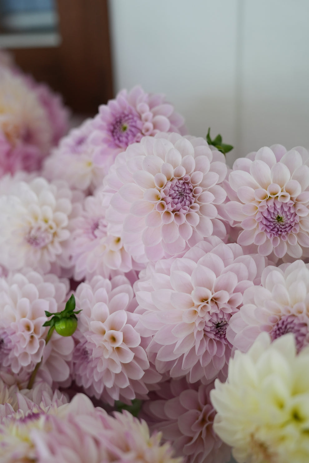 Dahlia 'RM Hannah Joe' - rooted cutting
