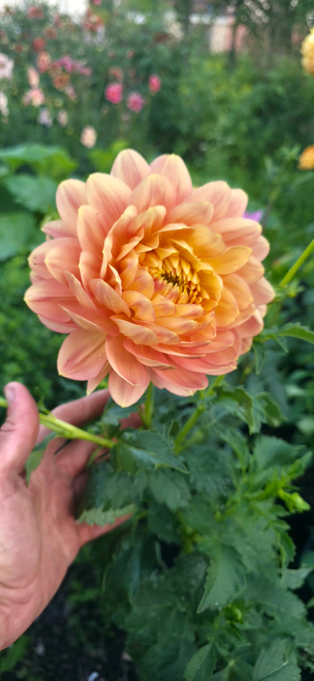 Dahlia 'Hollyhill Serenity' - rooted cutting