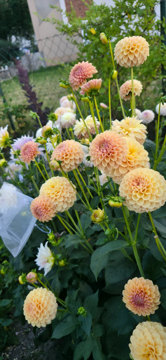 Dahlia 'KA’s® Daybreak' - rooted cuttings