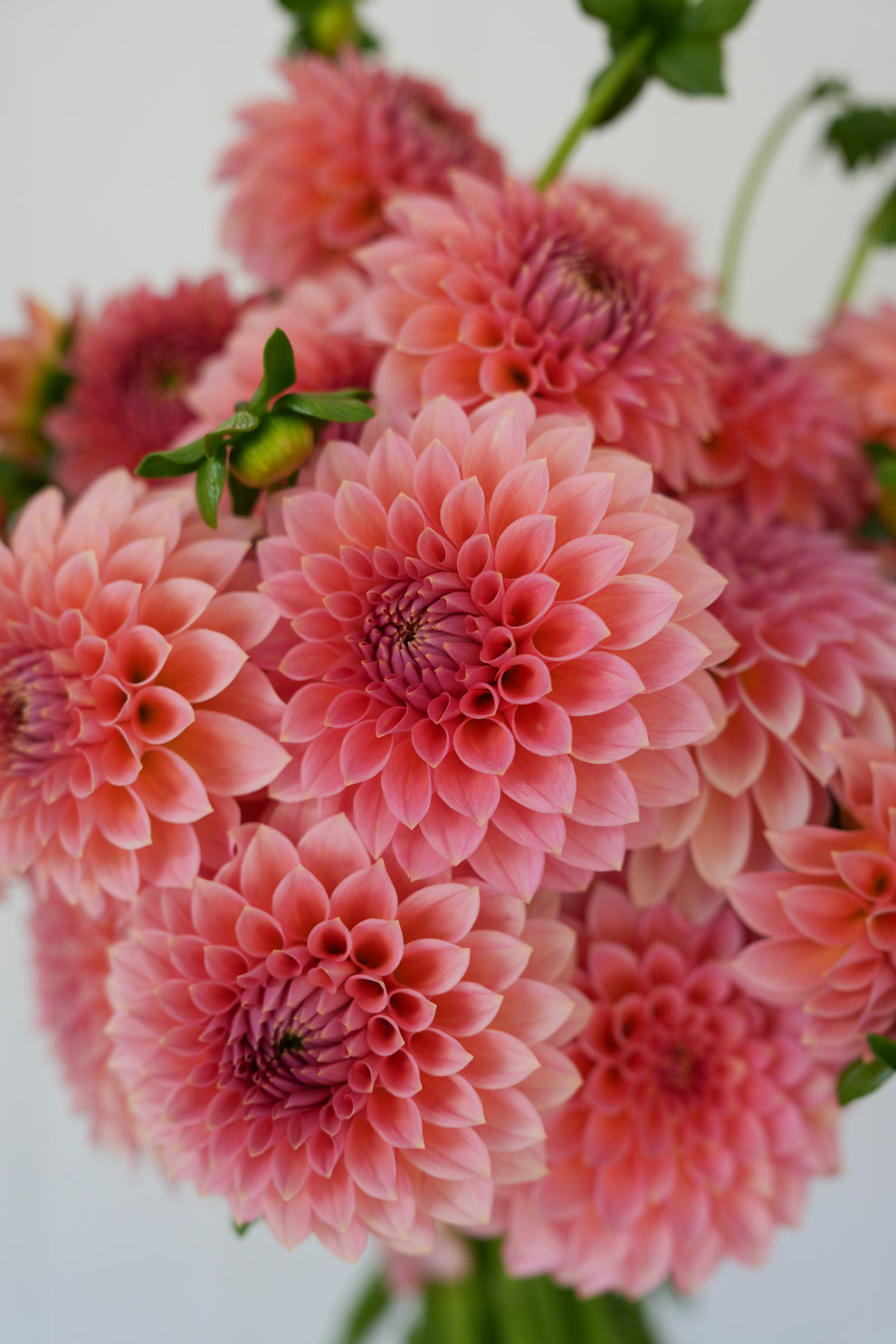 Dahlia 'RM Lure' - rooted cutting