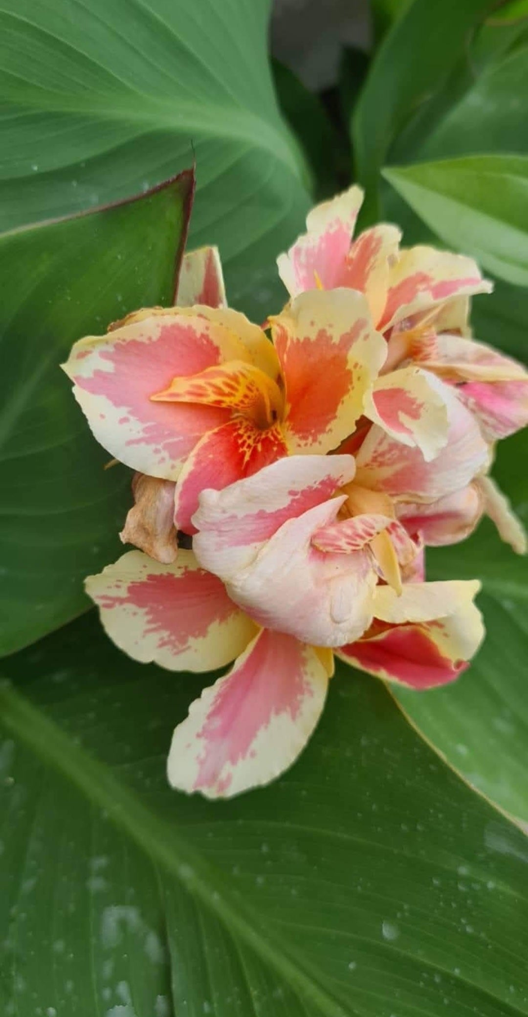 Canna 'BN's Creamy Fantasy'