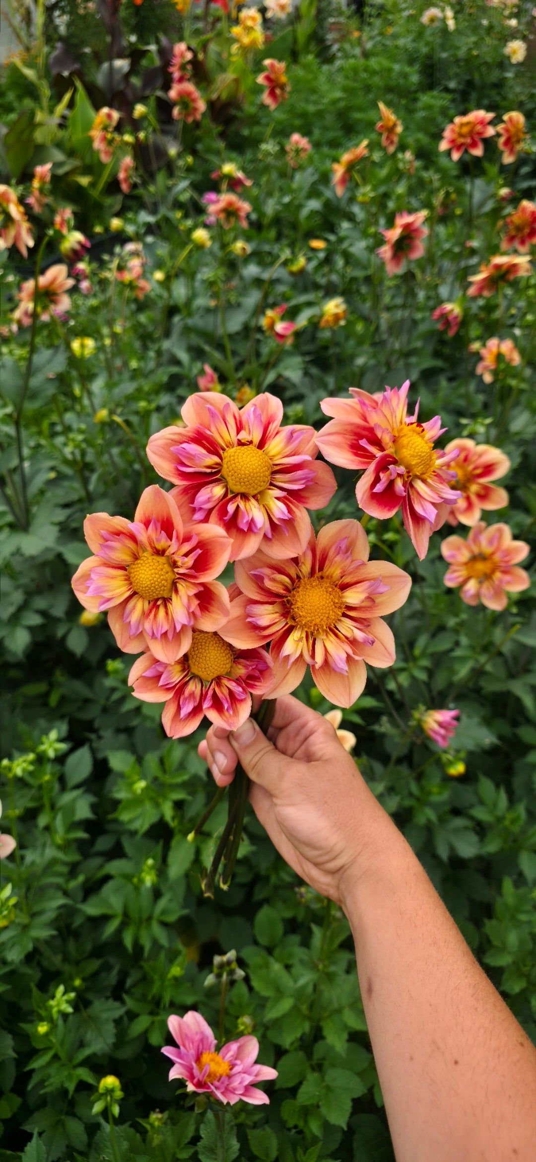 Dahlia collarette 'Orange Hype' - tuber