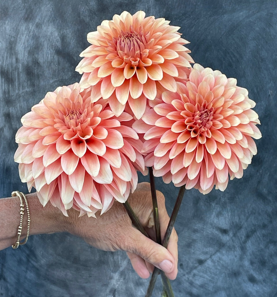 Dahlia 'KA’s® Whisper' - rooted cutting