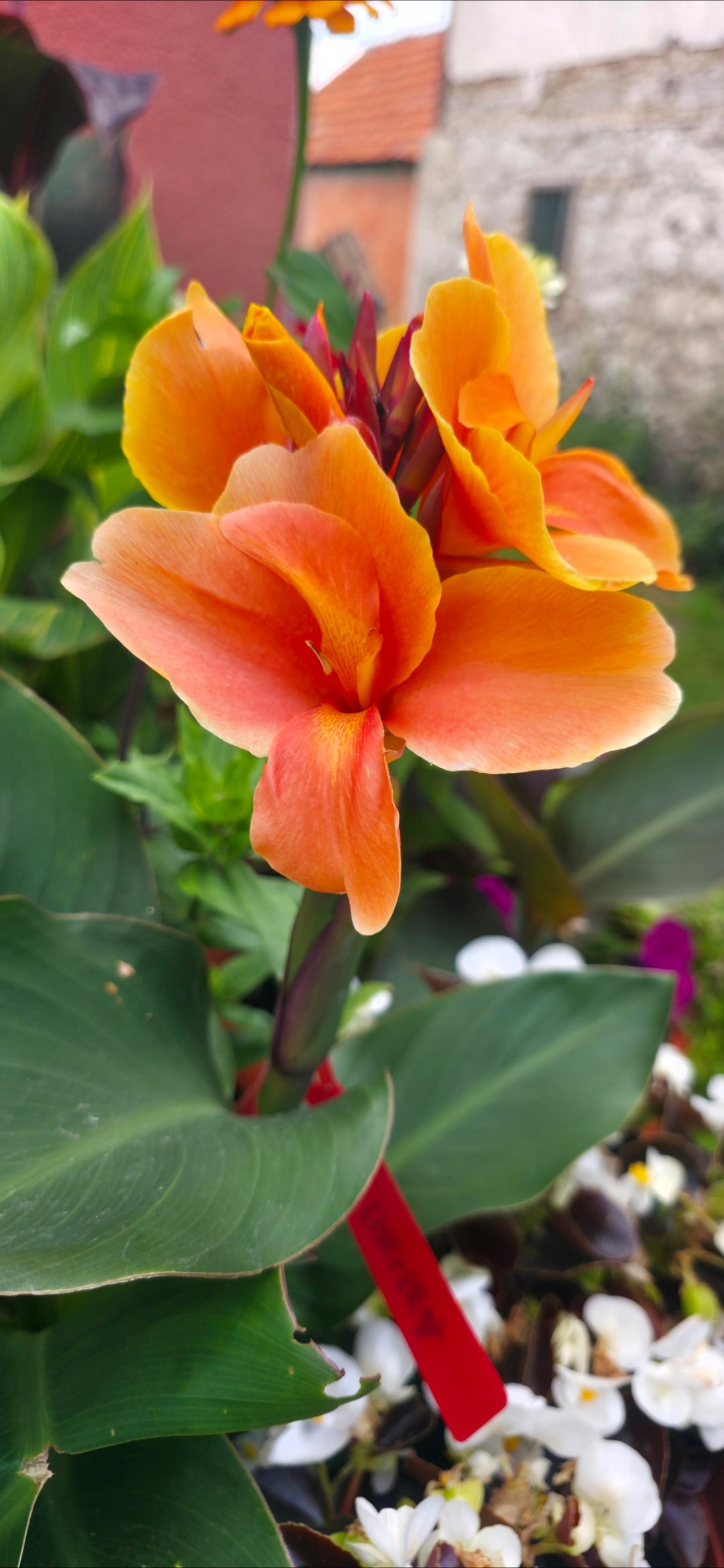 Canna 'Amber'