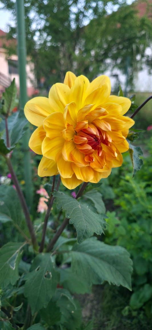 Dahlia 'Hollyhill Honeygold' - rooted cutting