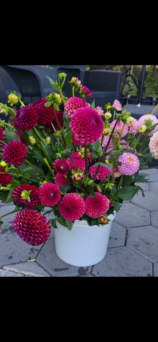 Dahlia 'Ferncliff Rusty' - rooted cutting