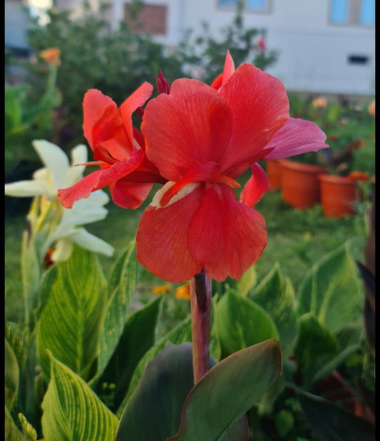 Canna 'Rodos'