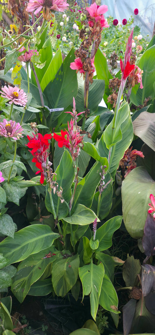Canna 'Tornado'