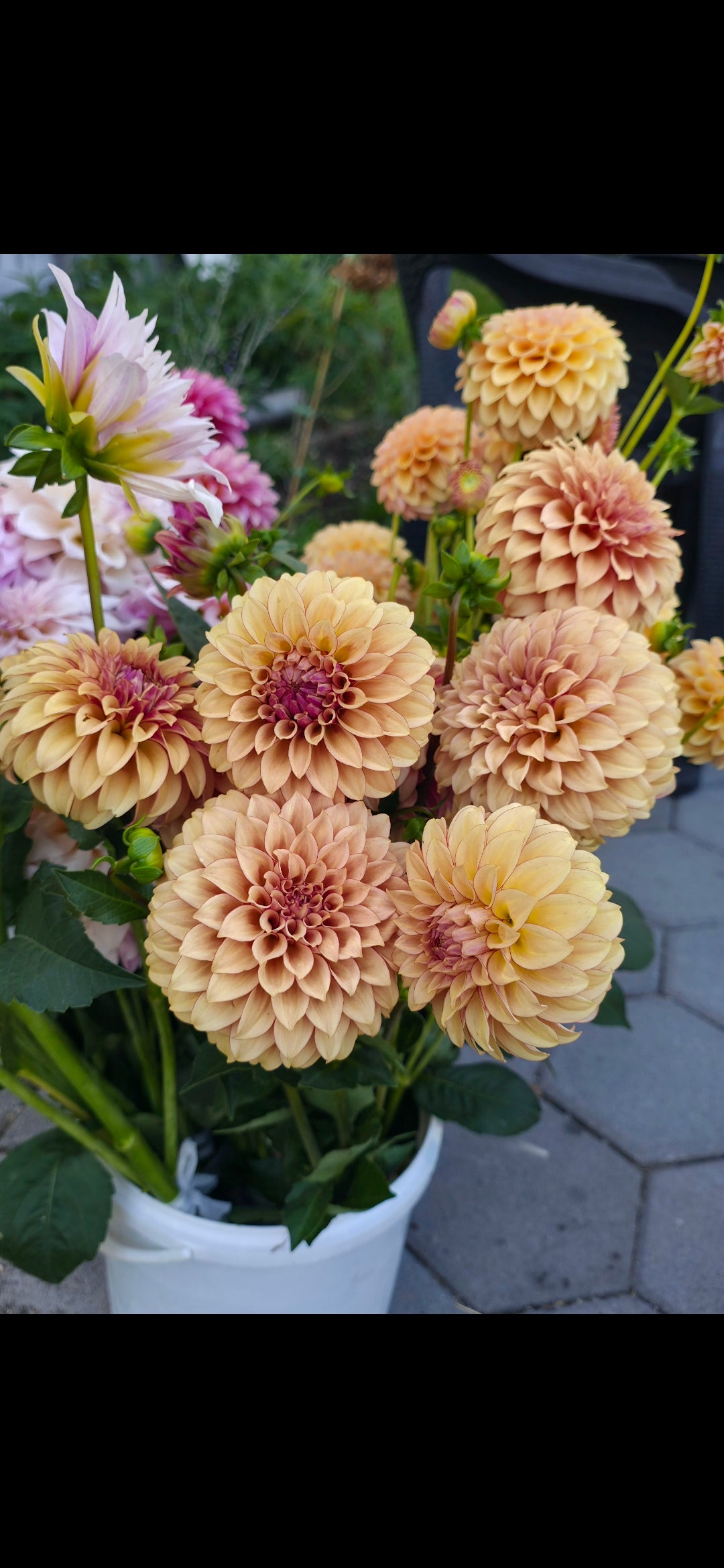 Dahlia 'KA’s® Creme Brûlée' - rooted cutting