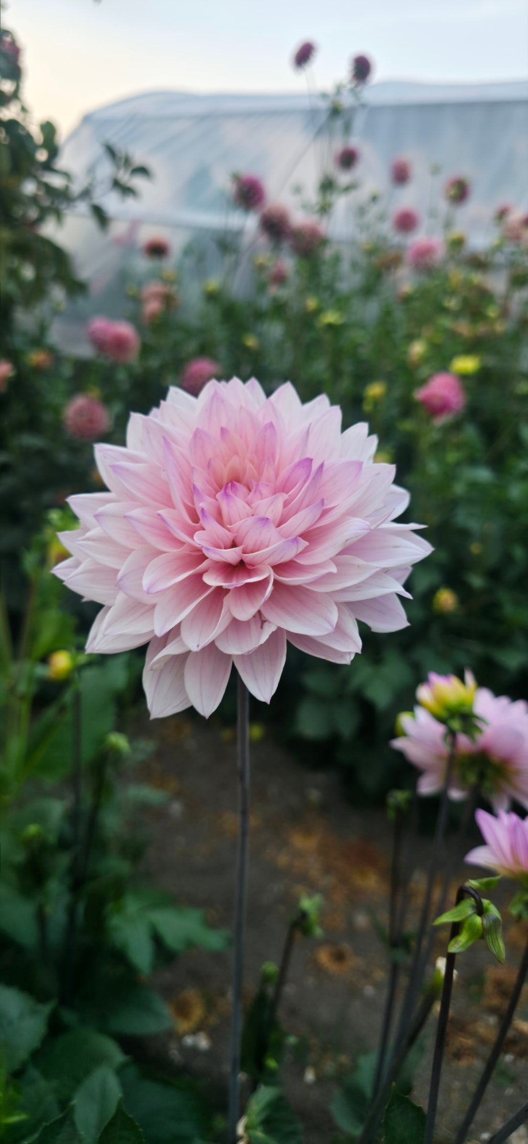 Dahlia 'Karma Prospero' - tuber