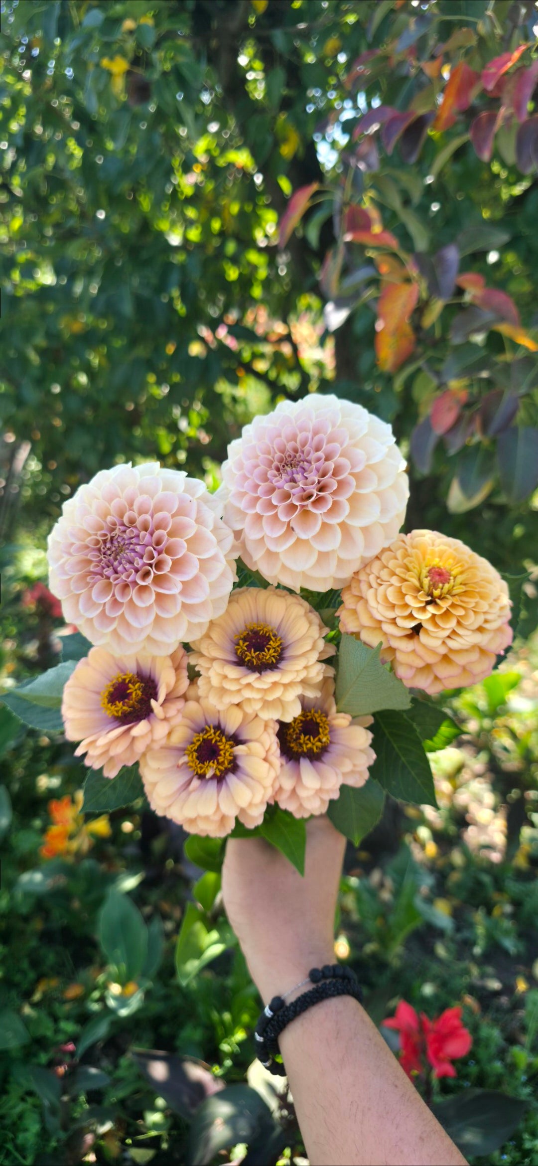 Dahlia 'KA’s® Cinder Rose' - rooted cutting