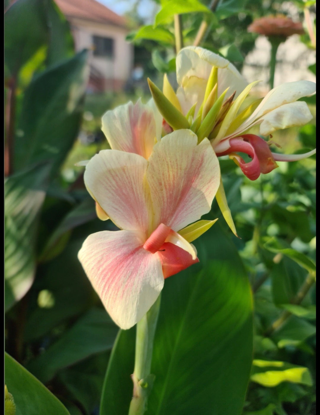 Canna 'Be Mine'