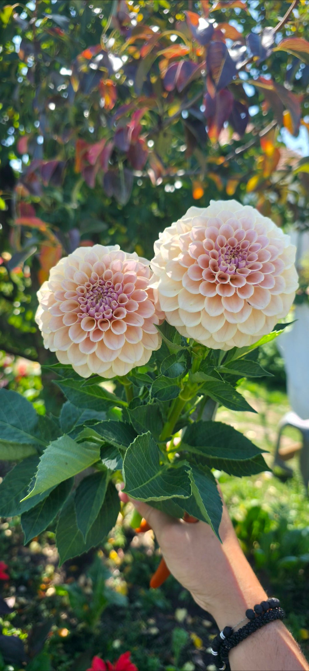 Dahlia 'KA’s® Cinder Rose' - rooted cutting