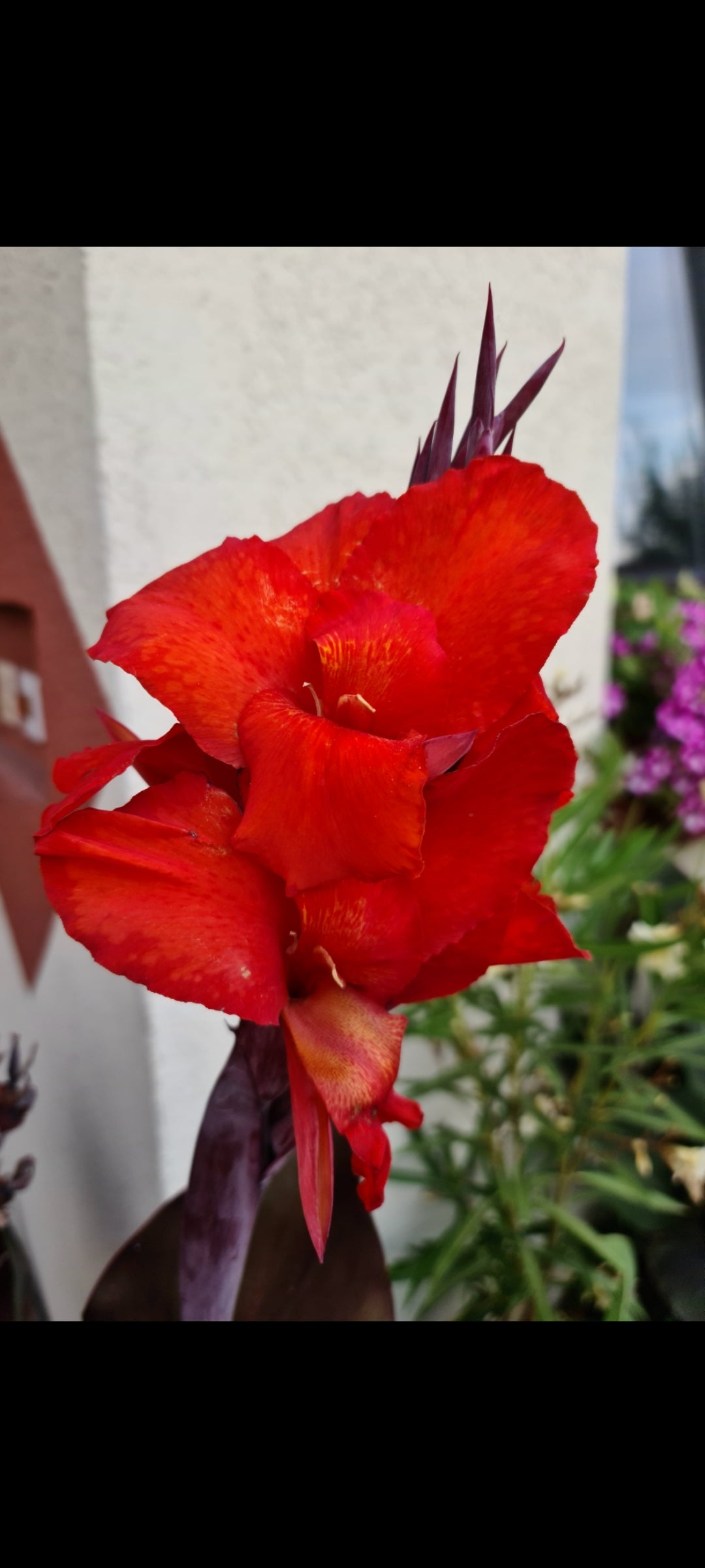 Canna 'Tropicanna Black'
