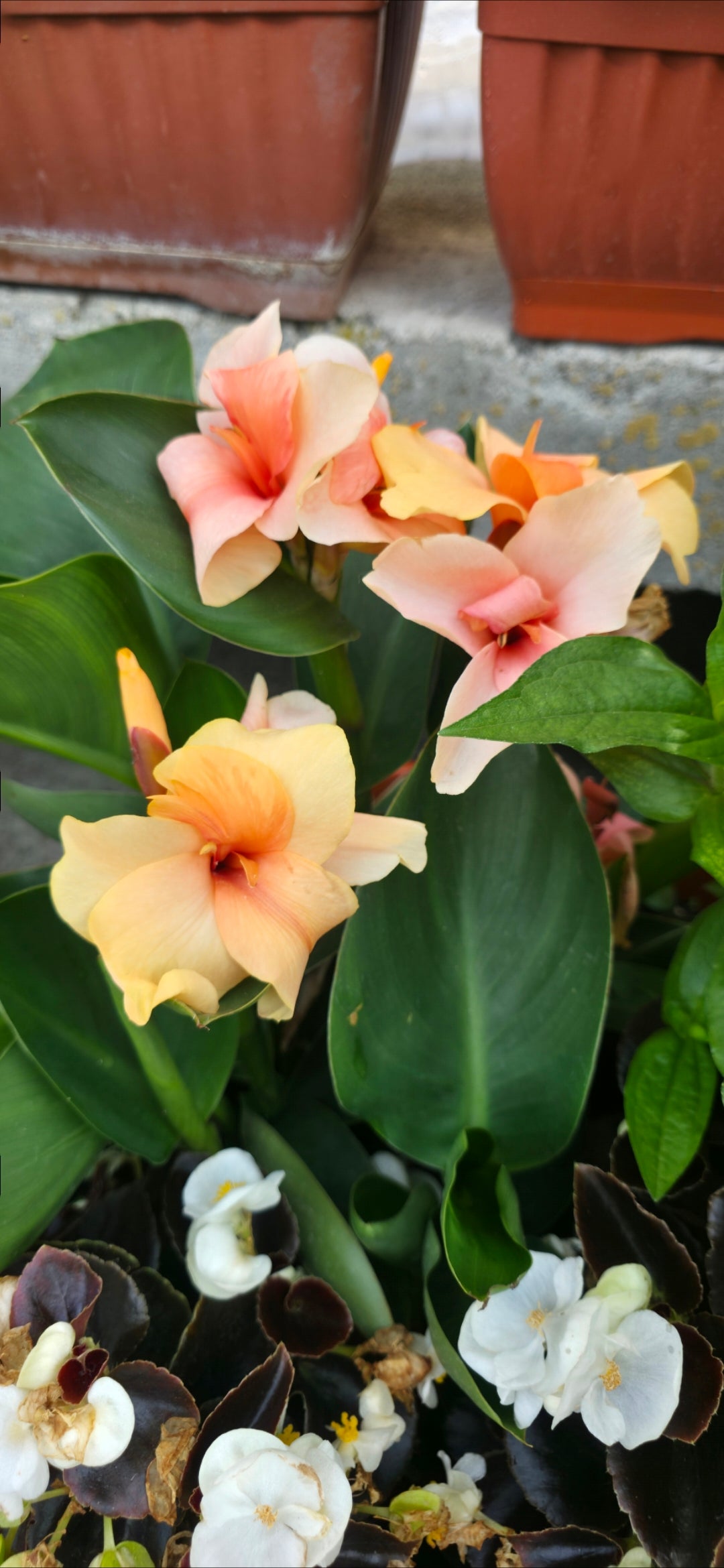 Canna 'Chelsea'