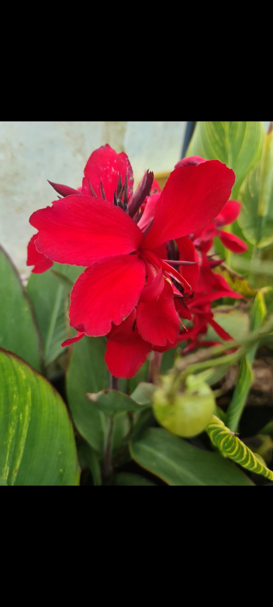 Canna 'Blood moon'