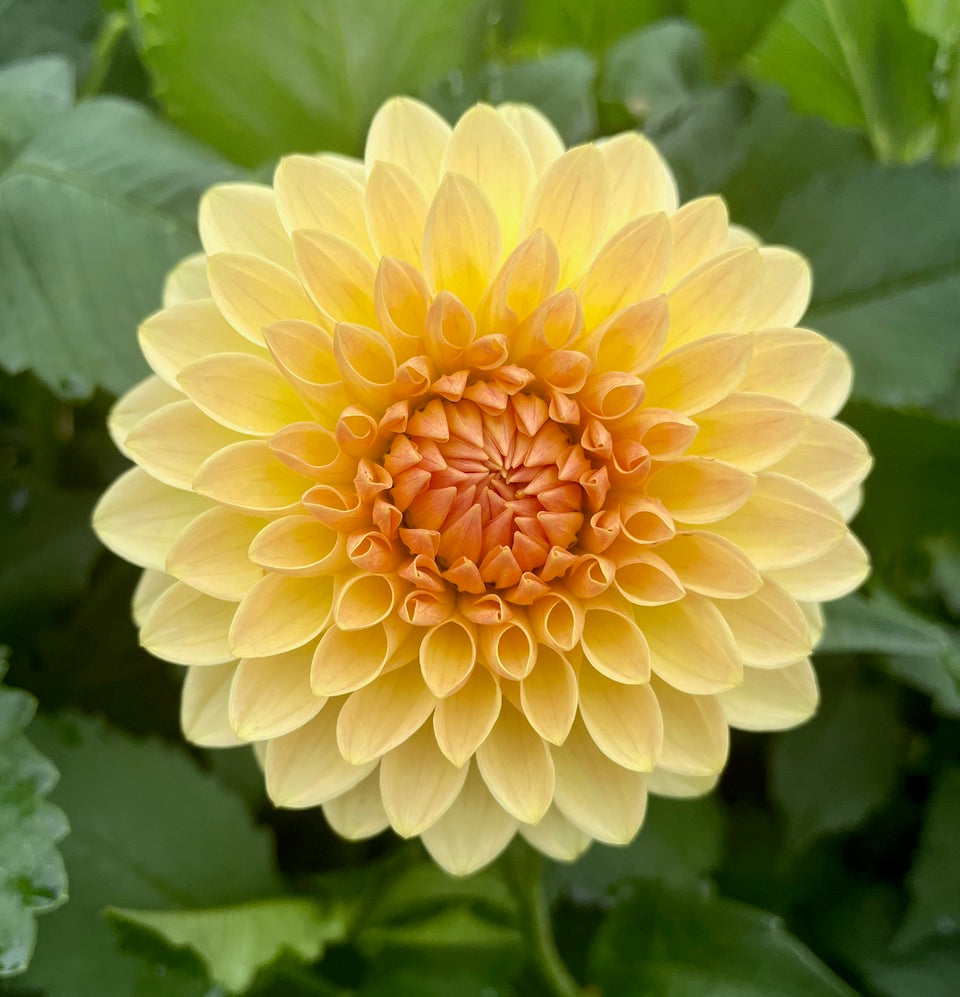 Dahlia 'KA’s® Apricot Kiss' - rooted cutting