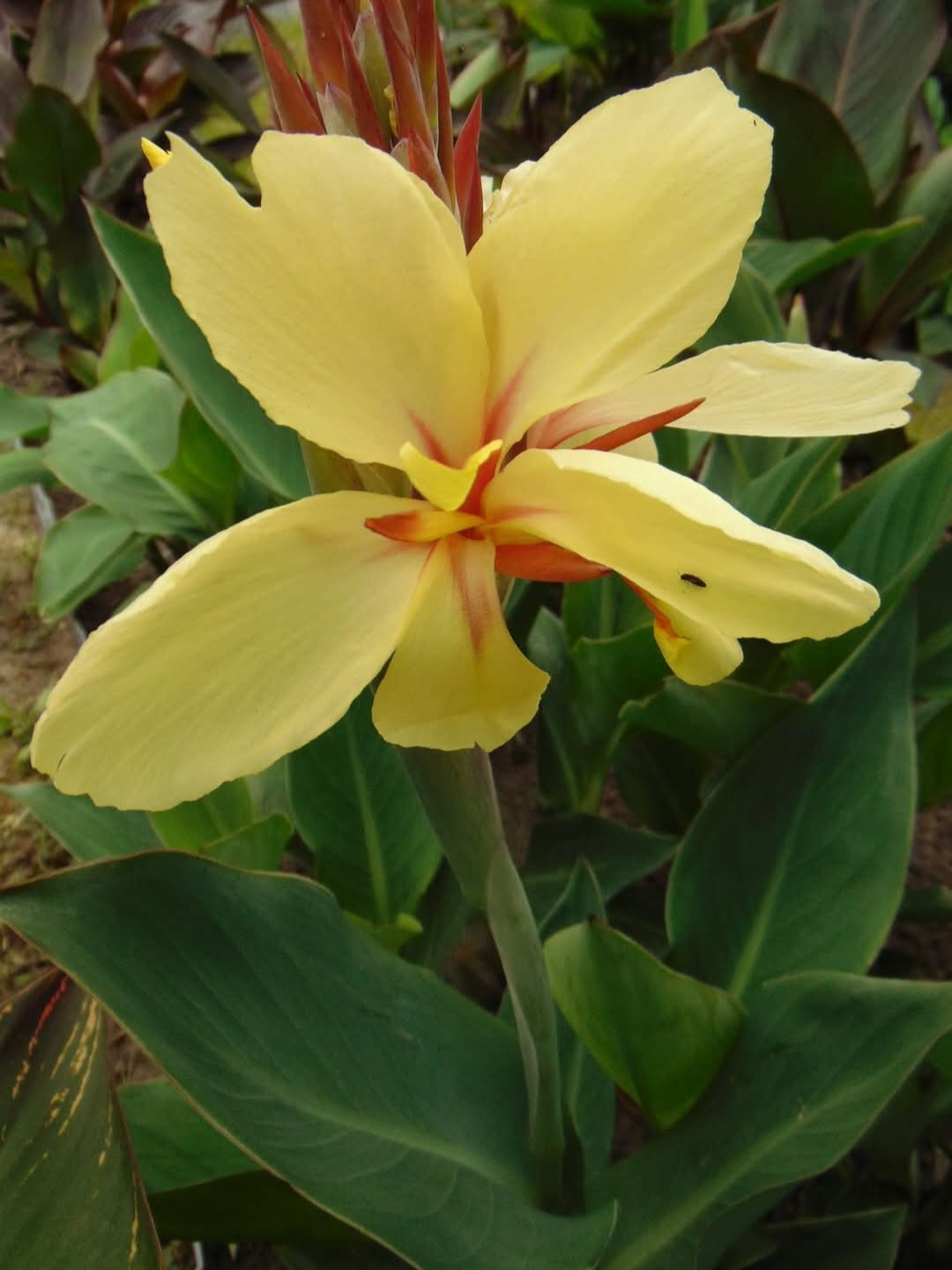 Canna 'Sonka'